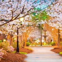 Spring In A Park At Macon, Georgia