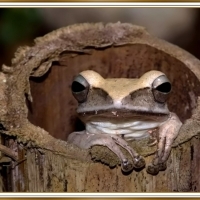 FROG IN A LOG