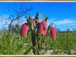 LOVELY FLOWERS