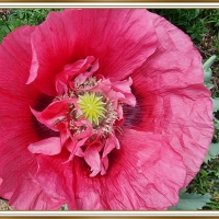 PINK POPPY