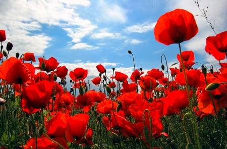 Field of poppies - Field, Poppies, Sky, Meadow