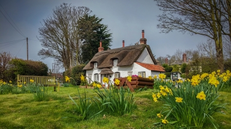 House in Appleby, Cumbria, England - trees, garden, flowers, landscape, daffodils, spring