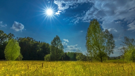 Springtime Morning - clouds, field, flowers, sky, sun, trees