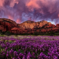 Purple flowers in the rocky background of Medve-hegy