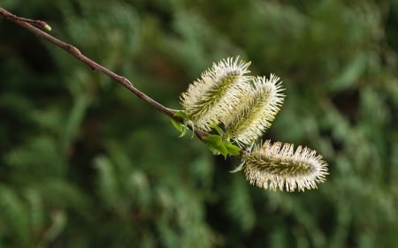 Willow Catkins