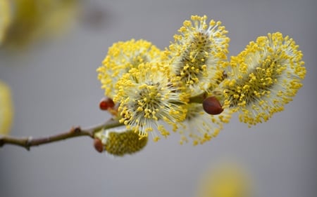 Willow Catkins - macro, catkins, pussy, willow