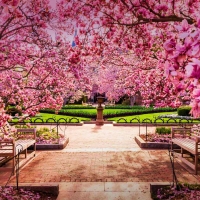 Cherry Blossoms In Washington D.C., The National Mall