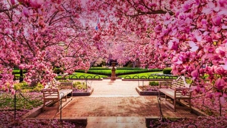 Cherry Blossoms In Washington D.C., The National Mall