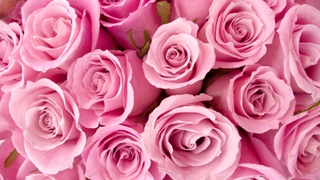 Roses - bouquet, flower, pink, rose, texture, trandafir