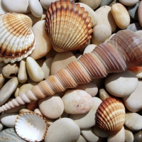 Shells