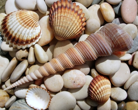 Shells - shell, summer, texture, vara