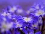 Beautiful blue flowers