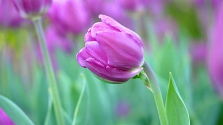 Tulip - primavara, nature, purple, green, spring, flower, tulip, lalea