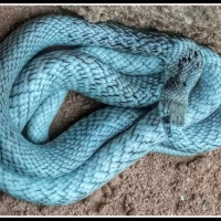 VERY RARE BLUE SNAKE... STRAP SNOUTED BROWN SNAKE