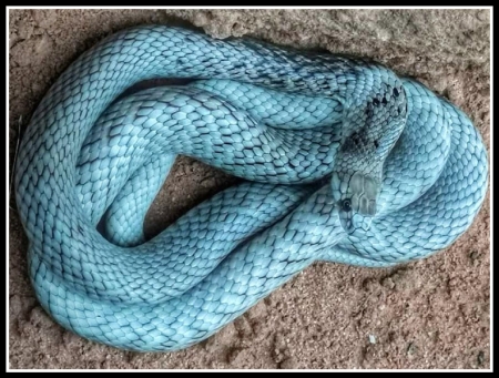 VERY RARE BLUE SNAKE... STRAP SNOUTED BROWN SNAKE