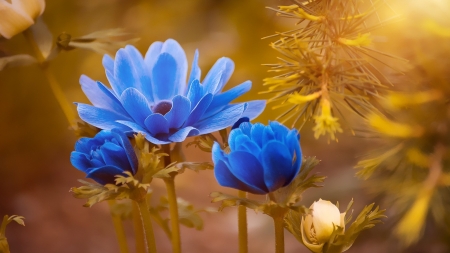 Blue Anemone