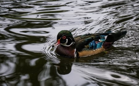 Wood Duck - bird, duck, animal, wood, water