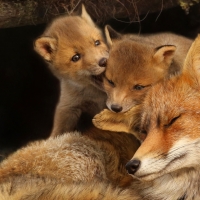 Fox family