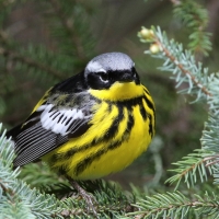 Magnolia Warbler