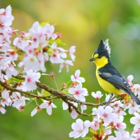 Formosan Yellow Tit - Taiwan