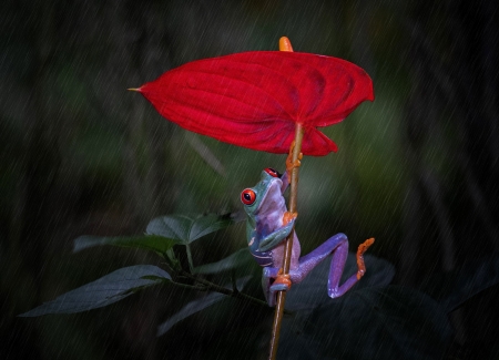 :) - calla, nature, water, rain, red, broasca, flower, frog, umbrella