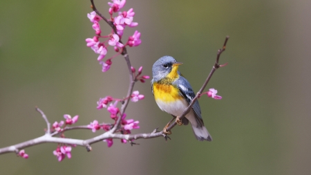 Northern Parula - yellow, nature, blossom, pink, flower, bird, blue, primavara, pasari, northern parula, warbler