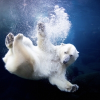 Polar bear