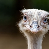 Ostrich