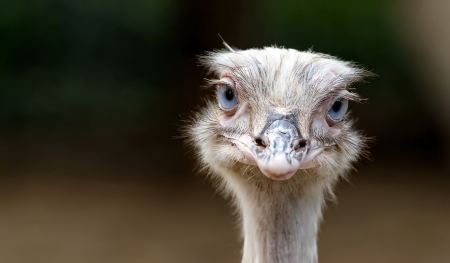 Ostrich - bird, eyes, face, nature, one, ostrich, pasari, strut