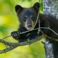 American Black Bear (Ursus Americanus) Baribal