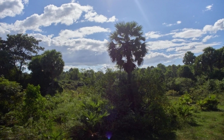 Siem Reap, Cambodia - clouds, plants, trees, sky, landscape