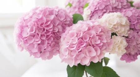 Pink hydrangea - Hydrangea, Beautiful, Art, Flowers