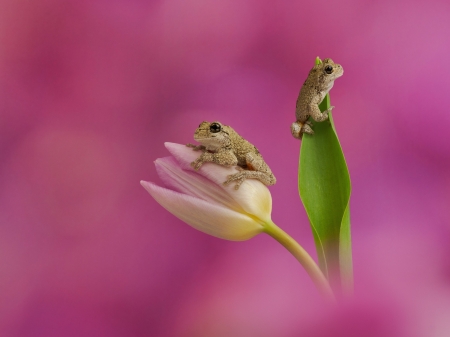 Frogs - natura, flower, lalea, pink, broasca, broscuta, tulip, frog