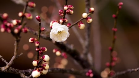 Spring - branch, primavara, nature, red, blossom, spring, pink, flower, white