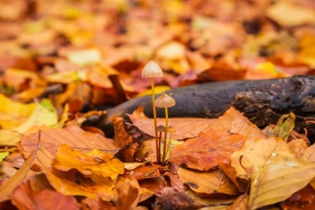 Mushrooms - mushrooms, nature, leaves, fungi