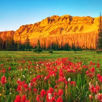 Indian Paintbrush wildflowers in the Uinta Mountains, Hayden Peak, Utah