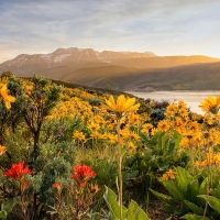 Spring Wildflowers in the Wasatch Back, Utah