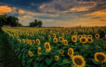 Sunflowers field at Sunset - Sunset, Summer, Flowers, Clouds