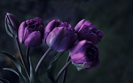 Purple Tulips