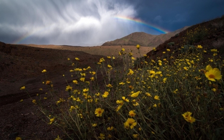 Flowers and rainbows in Death Valley NP - blossoms, california, clouds, mountains, sky, usa