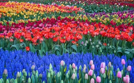 Tulip fields, Skagit Valley, Washington - usa, spring, colors, blossoms