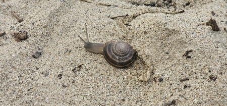 Snail at the Beach - beach, pebbles, rocks, sand, snail