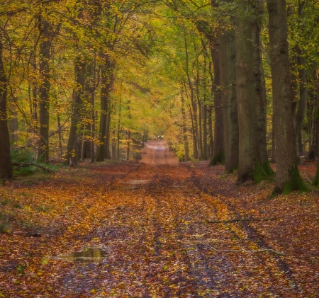 Autumn Road - road, trees, forest, autumn