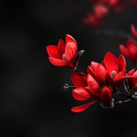 Depth of Field Red Flowers