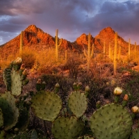 Tucson Mountain Park, Arizona