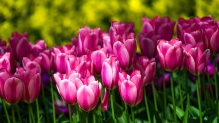 Tulips - blossoms, spring, petals, garden, plants