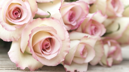Roses - bouquet, flower, pink, rose, texture, trandafir, white