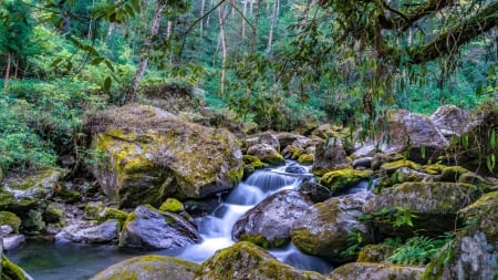 Stream in the forests of the Darjeeling Himalaya