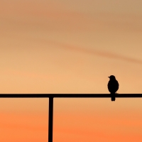 Bird Silhouette