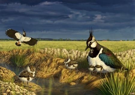 Lapwing family - chicks, painting, field, art, family, bird, nachiii, lapwing, pasari, pictura, nature